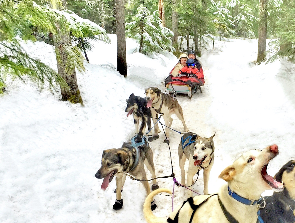Family Dog Sledding Through Wintry Forest in Whistler British Columbia