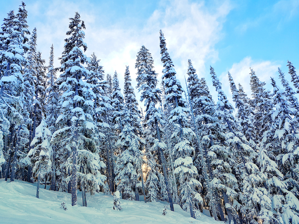 Mountain wilderness scene with snow covered pine trees. reaching to the sky.
