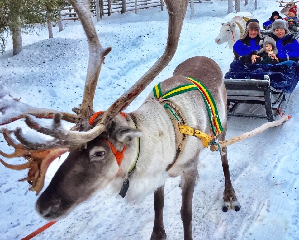 Reindeer sleigh in Finnish Lapland.