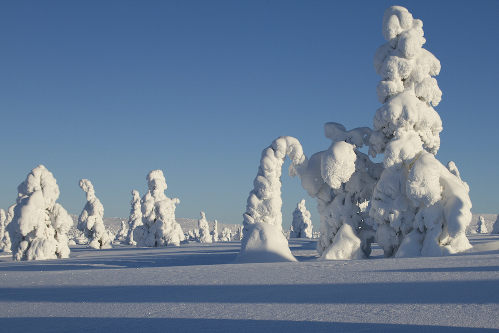 Snowy trees on a sunny day A quest to find Santa in Finnish Lapland