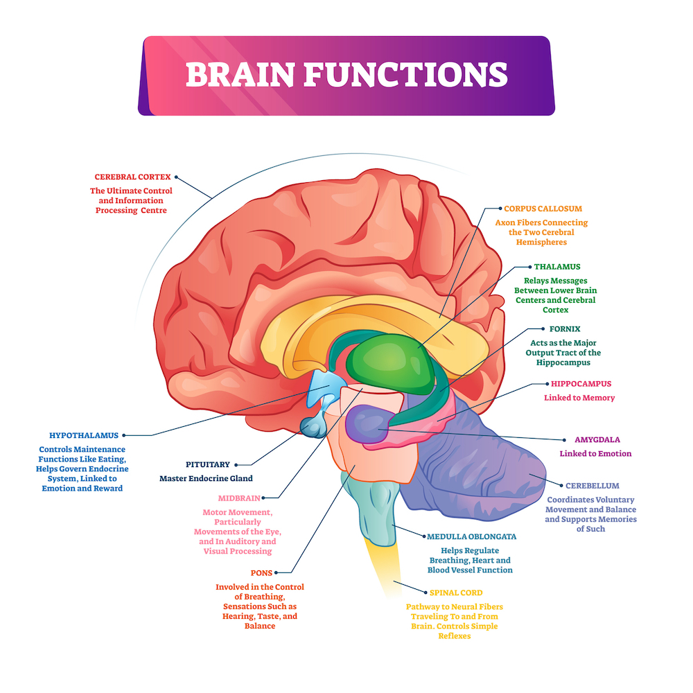 Brain Function Diagram