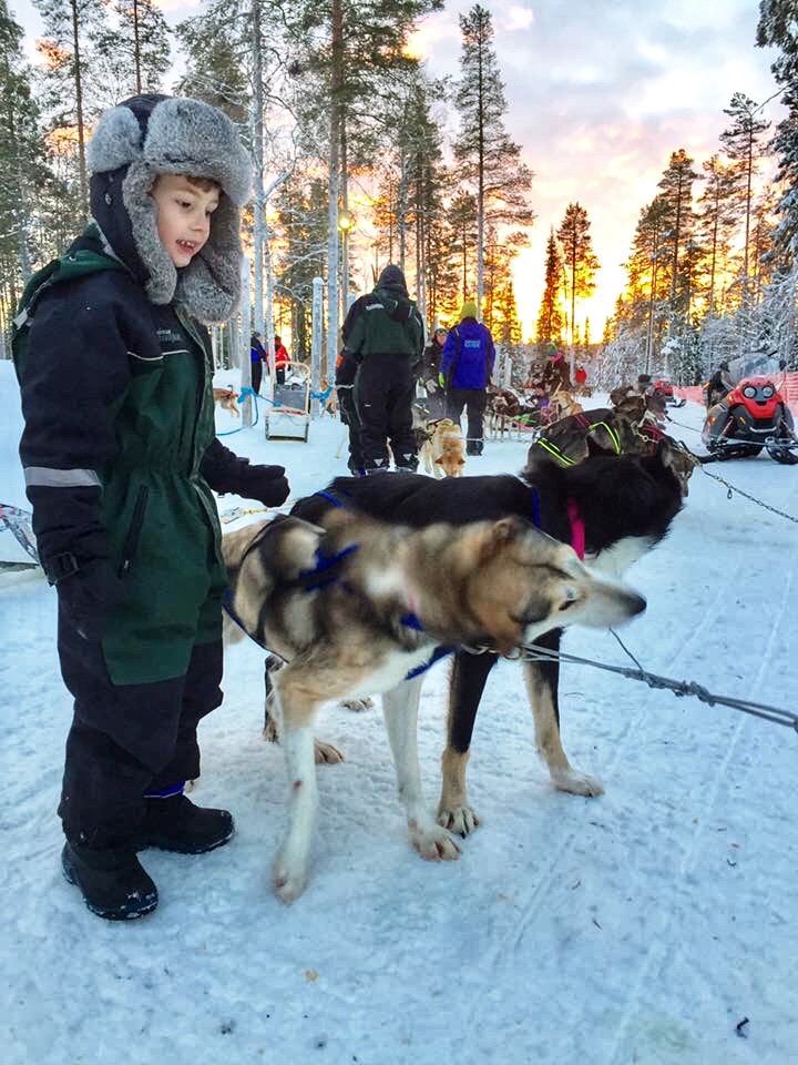 Dogsledding in Finnish Lapland
