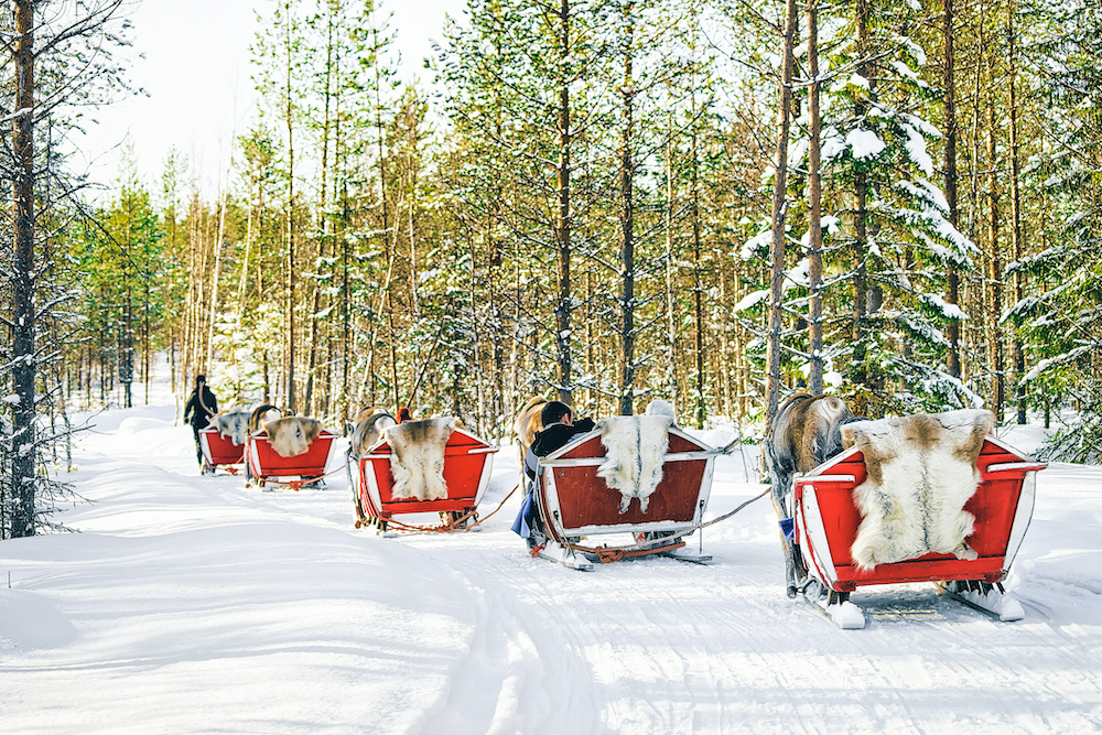 Reindeer Sleighs Finnish Lapland