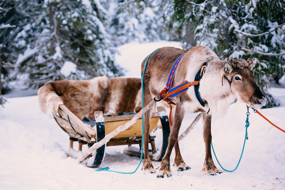 Reindeer in winter forest Best Santa Experiences in Finnish Lapland