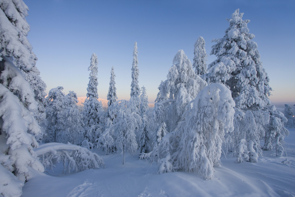 Snowy Forest Finnish Lapland
