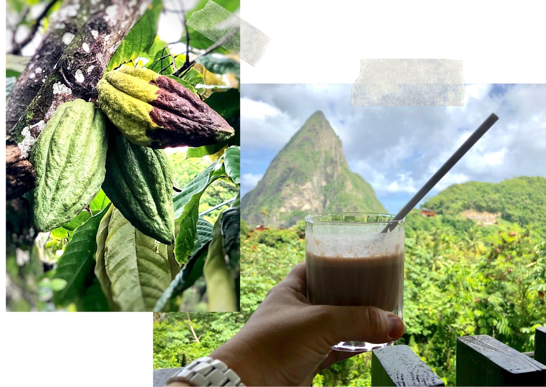 Cocoa Pods St Lucia