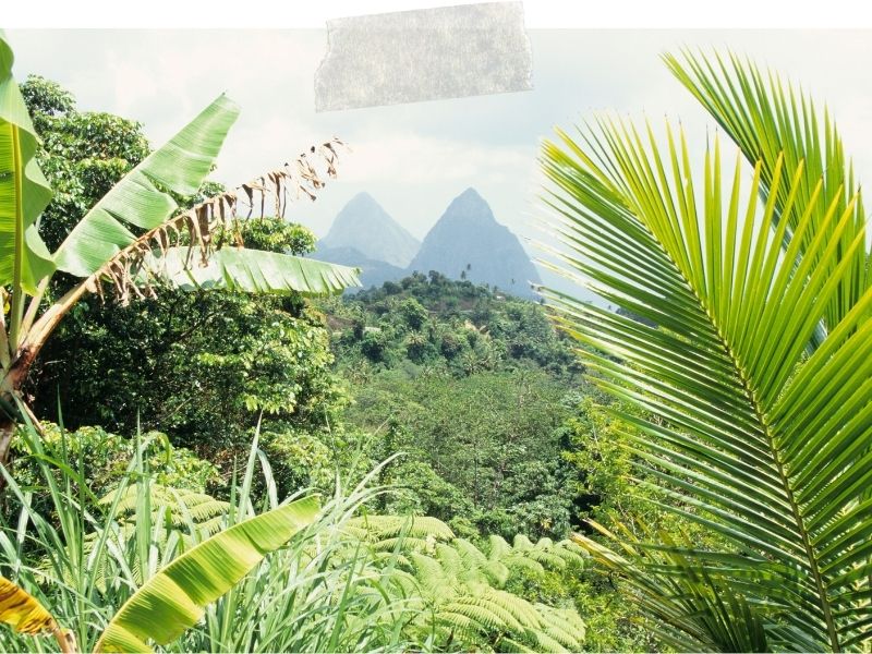 St Lucia Rainforest